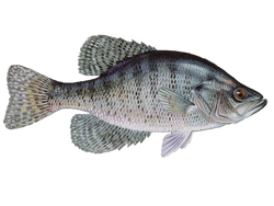 Crappie